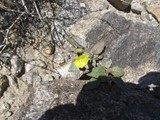 mar15jtnp22