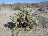 mar15jtnp9